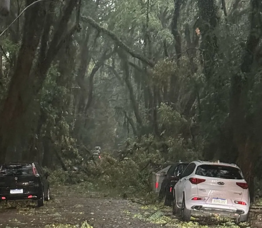 Imagem WEB